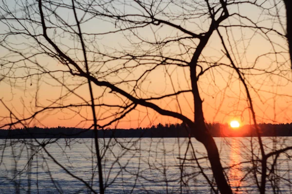 Bahar ön planda ağaçları ile Valday göl kenarında gündoğumu