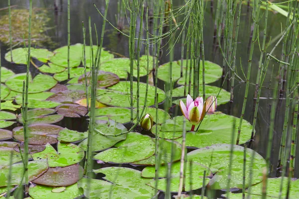 Nilüfer çiçek su yapraklarda arasında tho çiçek kapatın