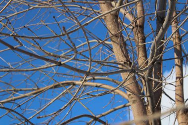 Ayrıntılı ağaç dalları Gölü: Manyara Milli Parkı'nda-Tanzanya