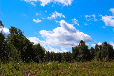 Bolu Türkiye'de Mavi Bulutlu Gökyüzü ile Papatya Çiçek ve Yeşil Çim
