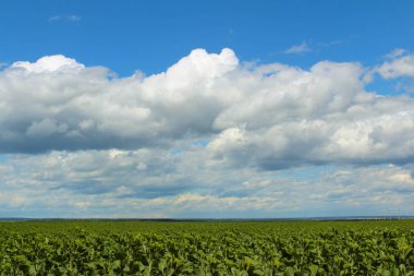 alan ayçiçeği lahanası ve gündoğumu