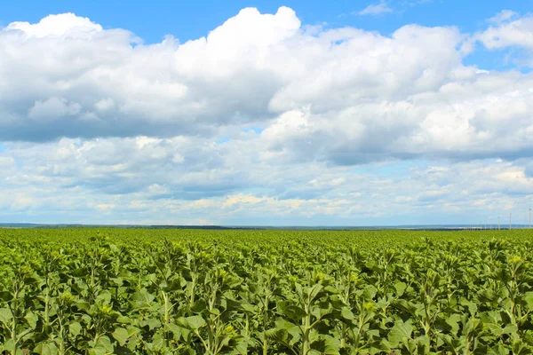 alan ayçiçeği lahanası ve gündoğumu