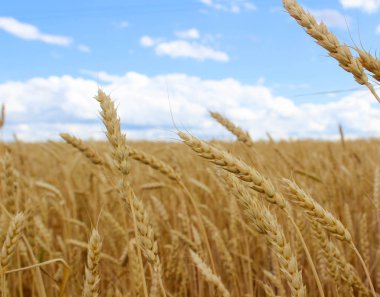 gökyüzü arka planda sarı olgun buğday kulakları