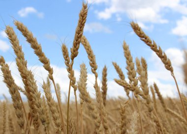 gökyüzü arka planda sarı olgun buğday kulakları