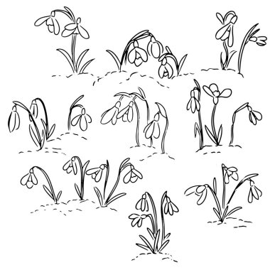 Download Snowdrop Flower Free Vector Eps Cdr Ai Svg Vector Illustration Graphic Art