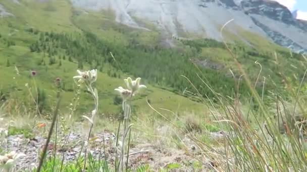 Edelweiss flowers on the background of mountains. Wind shaking edelweiss flowers. Mountain summer landscape, green nature scape mountains
