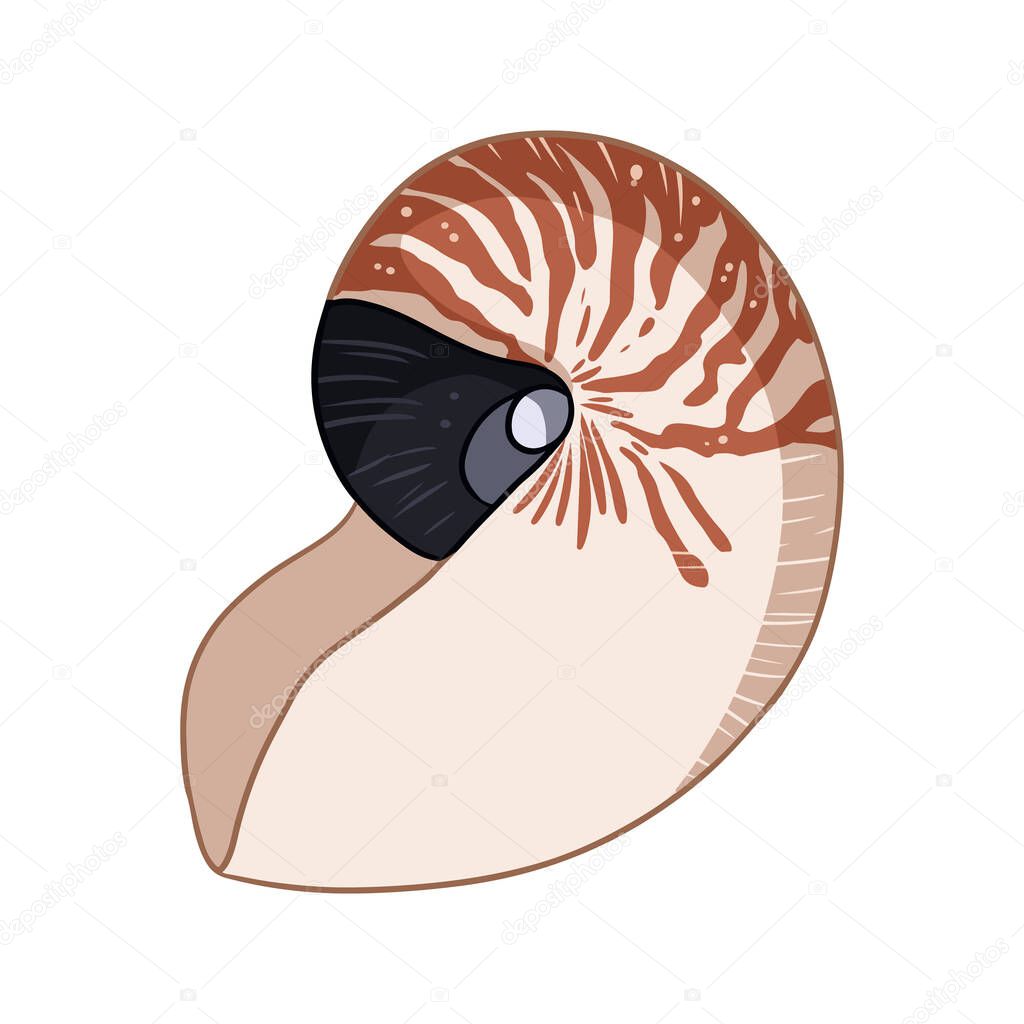 Nautilus Shell Colorful Doodle Isolated On White Background Vector Illustration Hand Drawn Sea Shell Art Premium Vector In Adobe Illustrator Ai Ai Format Encapsulated Postscript Eps Eps Format