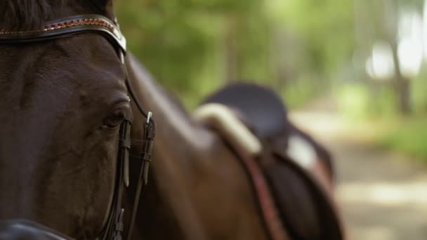 Primer Plano Caballo Mirando Marco — Vídeos de Stock