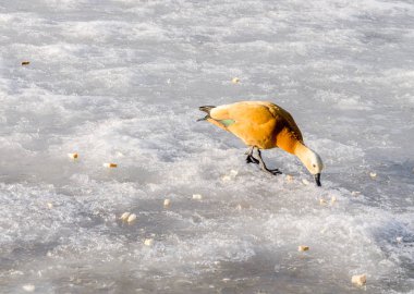 Mandarin ördeği donmuş göl'besleniyor. Güneşli kış günü. Kopya alanı