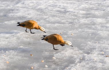 Mandarin ördekleri birkaç donmuş göl'besleniyor. Güneşli kış günü. Kopya alanı
