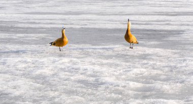 Mandarin ördekleri çift donmuş göl'vardır. Güneşli kış günü. Kopya alanı