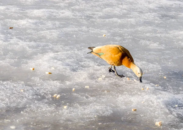 Mandarin ördeği donmuş göl'besleniyor. Güneşli kış günü. Kopya alanı