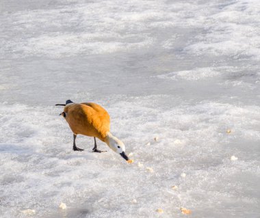 Mandarin ördeği donmuş göl'besleniyor. Güneşli kış günü. Kopya alanı
