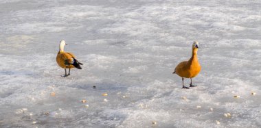 Mandarin ördekleri birkaç donmuş göl'besleniyor. Güneşli kış günü. Kopya alanı