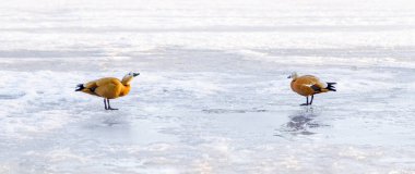 Mandarin ördekleri çift donmuş göl'vardır. Güneşli kış günü. Kopya alanı
