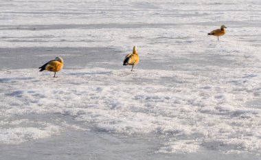 Üç Yataklı vagon Mandarin ördekleri donmuş göl'vardır. Güneşli kış günü. Kopya alanı