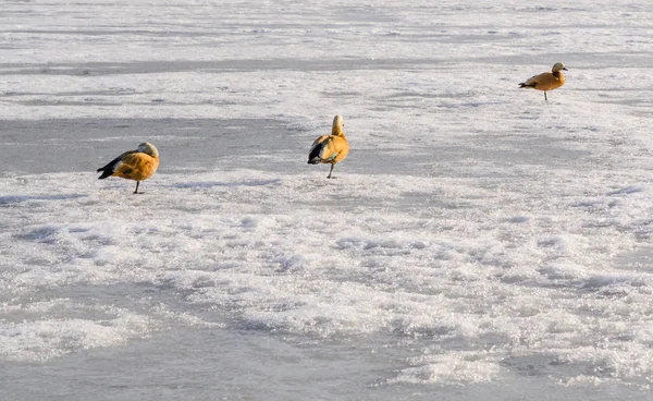 Üç Yataklı vagon Mandarin ördekleri donmuş göl'vardır. Güneşli kış günü. Kopya alanı