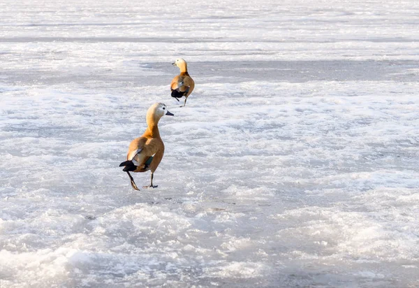 Par Patos Mandarín Están Estanque Congelado Día Invierno Soleado Copiar — Foto de Stock