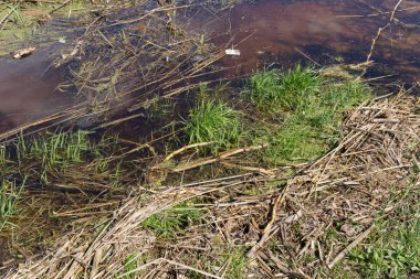 Nehir kıyısında çöp