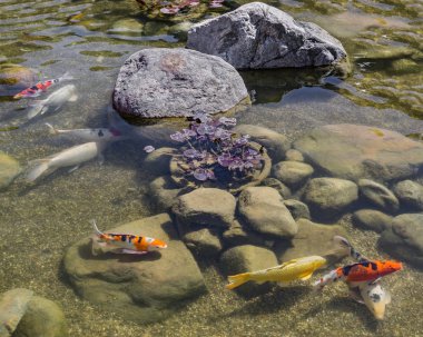 Gölette dekoratif balıklar