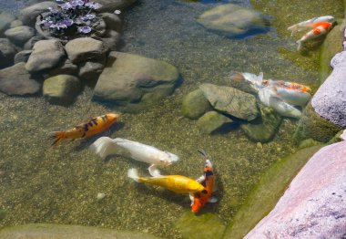 Gölette dekoratif balıklar