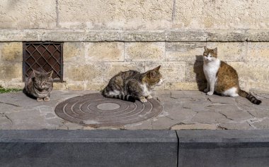 Üç evsiz kedi kumtaşı duvarın yanında kaldırımda oturuyor. Yaz güneşli bir gün