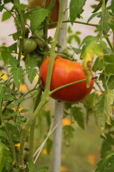 庭のトランクにぶら下がっている農場赤熟したトマト — ストック写真