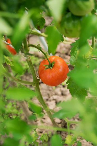 ある農家の赤い熟したトマトは 緑の葉の間のベッドの上の温室のトランクに掛かる — ストック写真