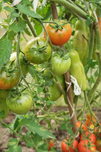 緑と赤のトマトで緑のトマトを育てる — ストック写真