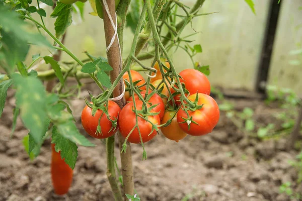 温室の庭のベッドにぶら下がっている赤と丸いトマトの束 あなたの夏の収穫 — ストック写真