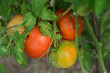 organik ürün-kırmızı domates kendi sera büyümek