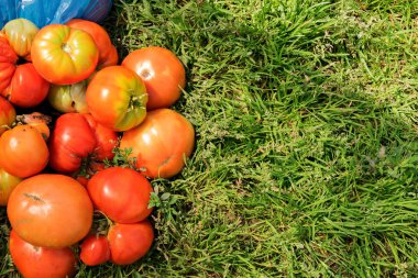 Yeşil çim üzerinde çerçevenin sol tarafında kırmızı Eko-dostu domates bir sürü, bahçede yetiştirilen