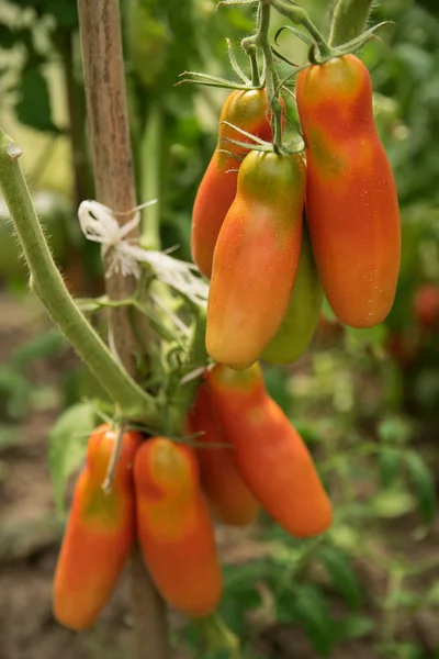 赤と長いトマトのクラスターは 環境に優しい野菜を栽培し 温室のベッドにハングアップ — ストック写真