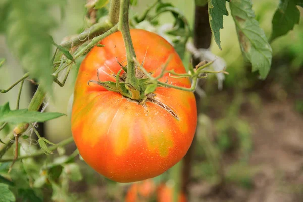 環境に優しい 大きなトマトは 家庭の庭のベッドの上に成長します — ストック写真