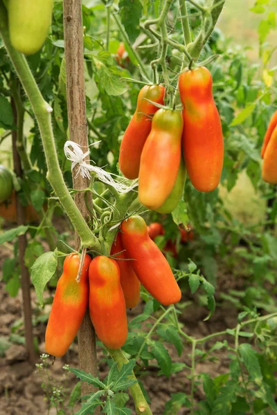 赤と長いトマトの束が温室のベッドにぶら下がっていて 環境にやさしい野菜を栽培しています — ストック写真