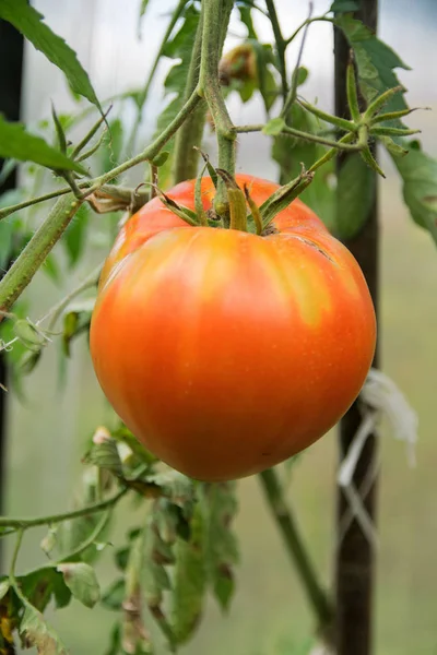 温室の庭のベッドで育った1つの赤い大きな丸と環境に優しいトマト — ストック写真