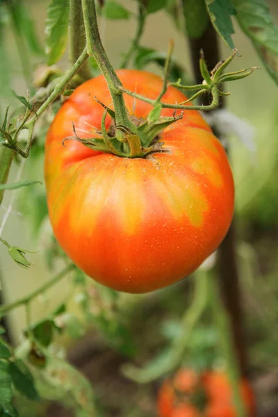 フレーム中央の温室のベッドで育った赤い大きな丸いトマトと環境に優しいトマト — ストック写真