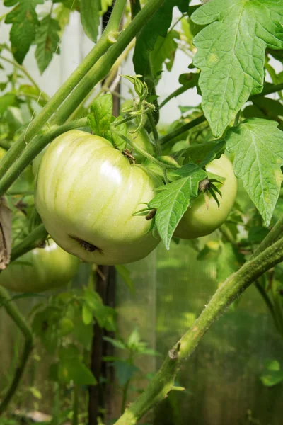 温室の農場で栽培されたグリーン ナチュラル 丸いトマト — ストック写真