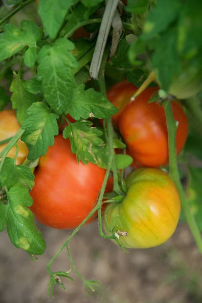 温室の農場で栽培された赤 丸いトマト — ストック写真