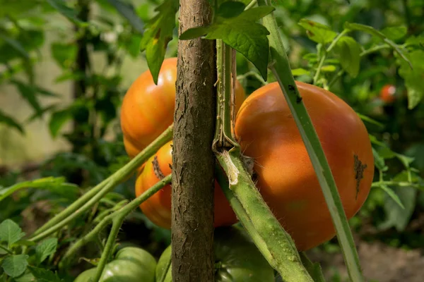熟したトマトは 庭の温室で成長し 緑の小枝にハングアップ 環境に優しい生産 — ストック写真