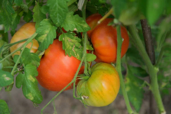 Organic Product Red Tomatoes Grow Own Greenhouse — Stock Photo, Image