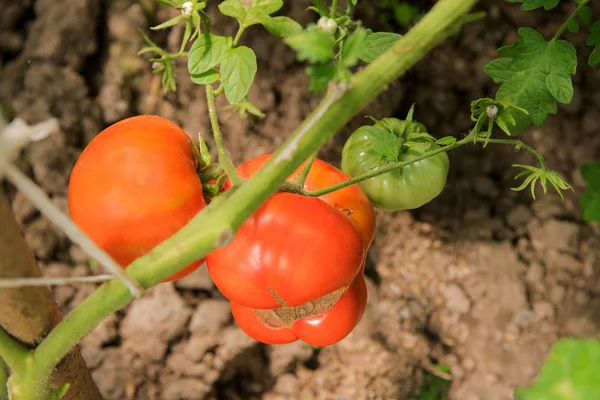 熟したトマトは 庭の温室で成長し 緑の小枝にハングアップ 環境に優しい生産 — ストック写真