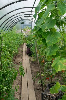 Bahçede bir serada doğal yerli domates ve salatalık yetiştirme