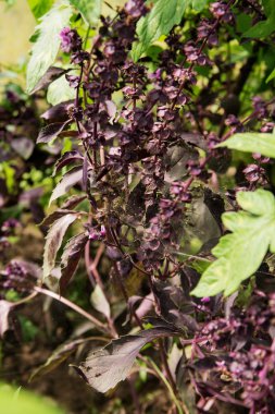 Mavi ve menekşe çalıları, çiçekli fesleğen çevre dostu bir bahçede büyümek