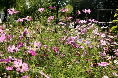 Birçok pembe, beyaz ve mor papatyalar bahçede çiçek