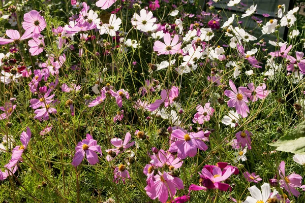 Viele Rosa Weiße Und Lila Gänseblümchen Blühen Garten — Stockfoto