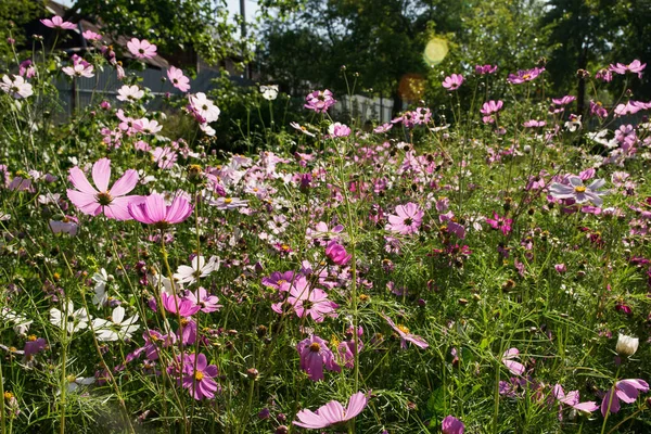 Viele Rosa Weiße Und Lila Gänseblümchen Blühen Garten — Stockfoto