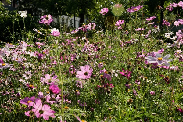 Viele Rosa Weiße Und Lila Gänseblümchen Blühen Garten — Stockfoto