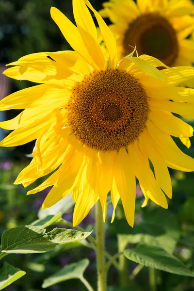 Verão Brilhante Flores Girassol Amarelo Jardim — Fotografia de Stock