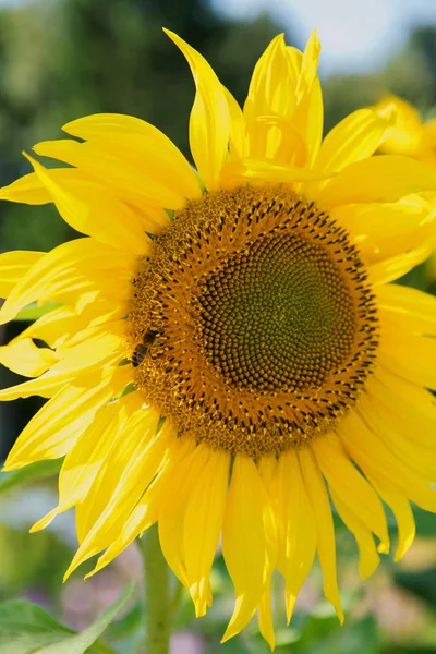 Girassol Amarelo Brilhante Verão Floresce Jardim Sol Uma Abelha Senta — Fotografia de Stock